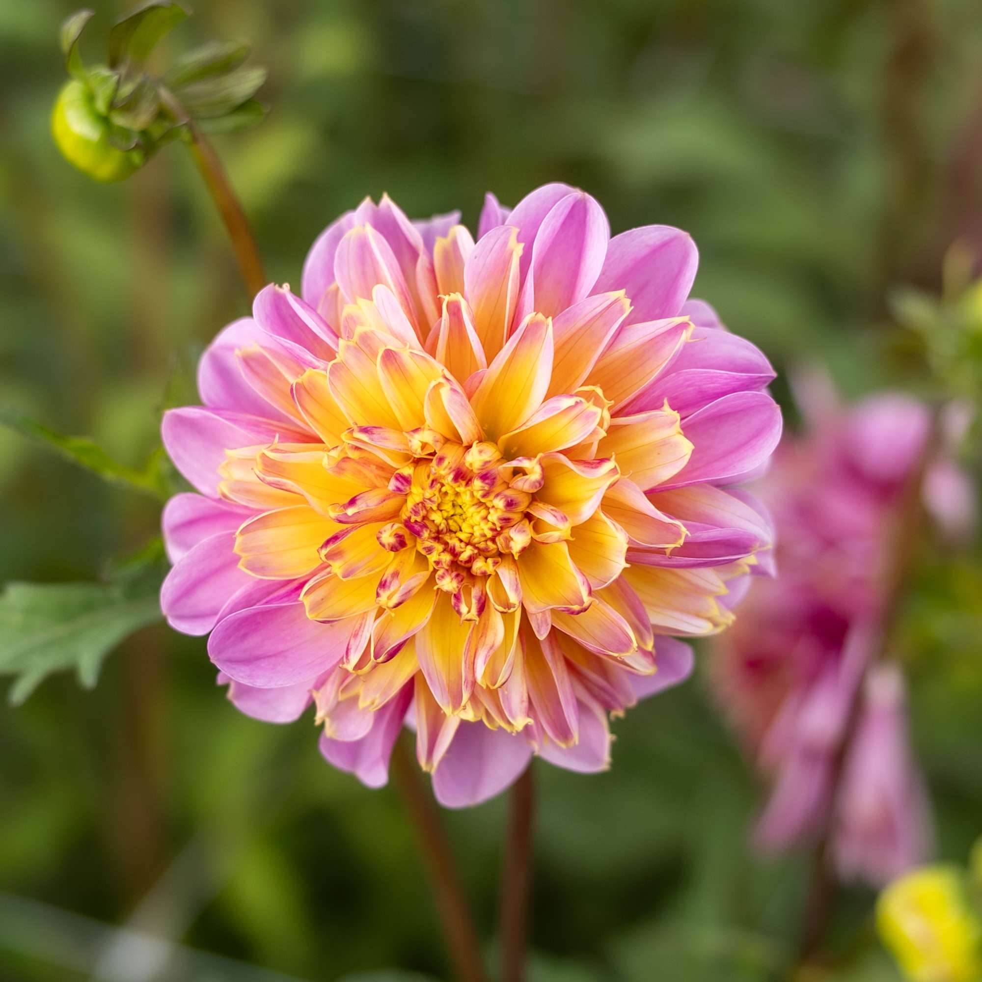 Dahlia 'Take Off'